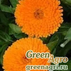 Семена Календула лекарственная (Calendula officinalis) "Candyman" (orange) 40 гр.