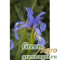 Семена Ирис ненастоящий (Iris notha) 7 гр.