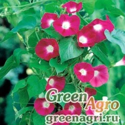 Семена Ипомея пурпурная (Ipomoea purpurea) "Scarlet O'Hara" 100 гр.