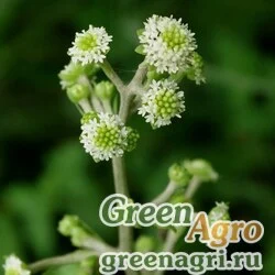 Семена Железостебельник гималайский (Adenocaulon hymalaicus) 25 гр.