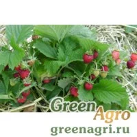 Семена Земляника лесная (Fragaria vesca) "Ali Baba" 10 гр.