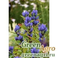 Семена Ипомея нил (Ipomoea nil) "Blue Picotee" 10 гр.