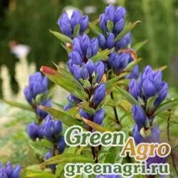 Семена Ипомея нил (Ipomoea nil) "Blue Picotee" 10 гр.