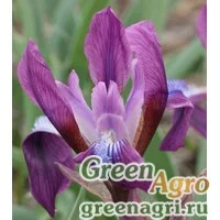 Семена Ирис кожистый (Iris scariosa) 6.5 гр.