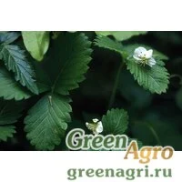 Семена Земляника восточная (Fragaria orientalis) 10 гр.