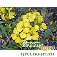 Семена Желтушник неиссякаемый (Erysimum jugicola) 2 гр.