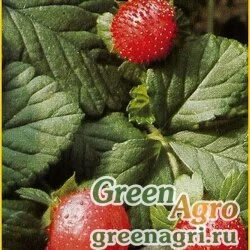 Семена Дюшенея индийская (Duchesnea indica) "Tuttifrutti" 5 гр.