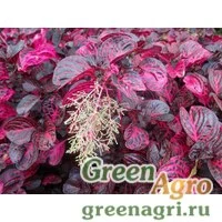 Семена Ирезине Хербста (Iresine herbstii) 