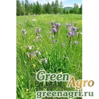 Семена Ирис щетинистый розовый (Iris setosa f. rosea) 1 гр.