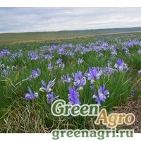 Семена Ирис двучешуйчатый (Iris biglumis) 80 гр.