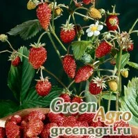 Семена Земляника лесная (Fragaria vesca) "Mignonette" raw 1000 шт.