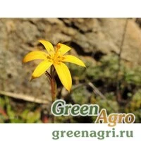 Семена Желтушник Валенберга (Erysimum wahlenbergii) 3 гр.