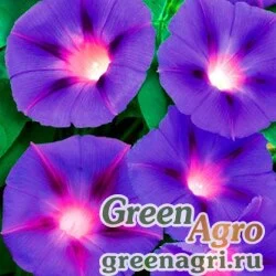 Семена Ипомея ночная (Ipomoea noctiflora) 100 гр.