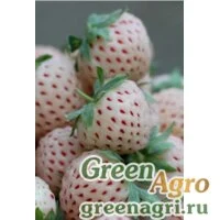 Семена Земляника лесная (Fragaria vesca) "White Soul" 2 гр.