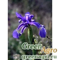 Семена Ирис ложный (Iris spuria) 6.5 гр.