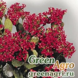 Семена Каланхоэ блосфельда (Kalanchoe blossfeldiana) "Tetra Vulkan" (orange scarlet) raw Произв. 1000 шт.
