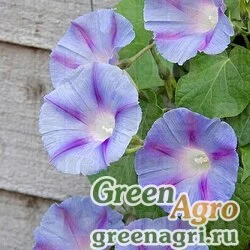 Семена Ипомея пурпурная (Ipomoea purpurea) "Caprice" 40 гр.
