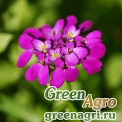 Семена Иберис зонтичный (Iberis umbellata) (mix) 100 гр.