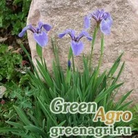 Семена Ирис Гукера (Iris hookerii) 2 гр.