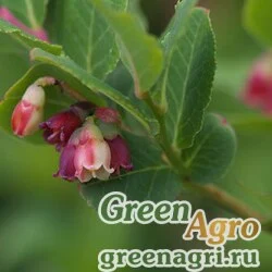 Семена Жгучка перуанская (Urocarpidium peruvianum) 0.5 гр.