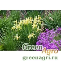 Семена Ирис Кернера (Iris kerneriana) 3 гр.