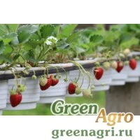 Семена Земляника ананасная (Fragaria ananassa) "Temptаtion over-200%" 0.2 г