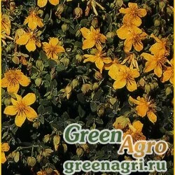 Семена Зверобой ясколковидный (Hypericum cerastoides) "Silvana" raw 1000 шт.