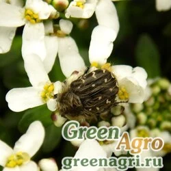 Семена Иберис вечнозеленый (Iberis sempervirens) 10 гр.