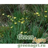 Семена Желтушник ястребинколистный горный (Erysimum hieracifolium ssp.monticola) 2 гр.