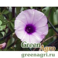 Семена Ипомея дланевидная (Ipomoea palmata) 45 гр.