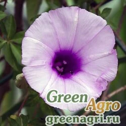 Семена Ипомея дланевидная (Ipomoea palmata) 45 гр.