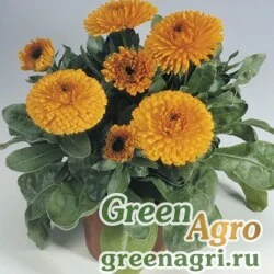 Семена Календула лекарственная (Calendula officinalis) "Gitana" (orange) 50 гр.