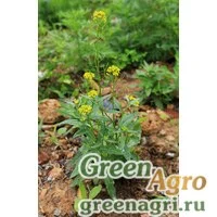 Семена Желтушник лакфиолевидный (Erysimum cheiranthoides) 3.5 гр.