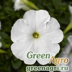 Семена Петуния многоцветковая (генетически компактная) (Petunia multiflora) "Damask F1" (white) pelleted 1000 шт.