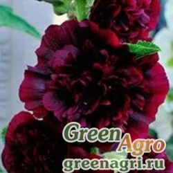 Семена Шток-роза Темно-бордовая  (упак-50 гр.)