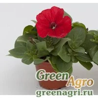 Семена Петуния многоцветковая (генетически компактная) (Petunia multiflora) "Espresso F1" (red) raw 1000 шт.