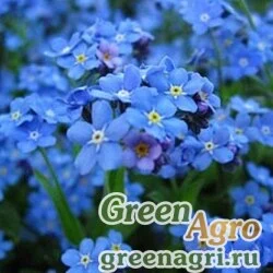 Семена Незабудка садовая Голубая  (упак-50 гр.)