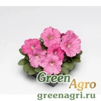 Семена Петуния многоцветковая (генетически компактная) (Petunia multiflora) "Damask F1" (pink) pelleted 1000 шт.