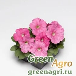 Семена Петуния многоцветковая (генетически компактная) (Petunia multiflora) "Damask F1" (pink) pelleted 1000 шт.