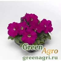 Семена Петуния многоцветковая (генетически компактная) (Petunia multiflora) "Damask F1" (carmine) pelleted 1000 шт.