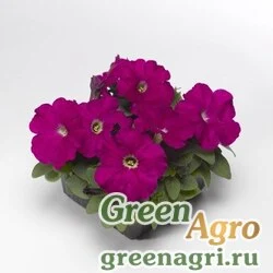 Семена Петуния многоцветковая (генетически компактная) (Petunia multiflora) "Damask F1" (carmine) pelleted 1000 шт.