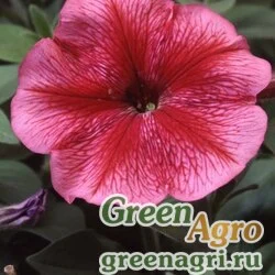 Семена Петуния многоцветковая (Petunia multiflora) "Lambada F1" (red veined) pelleted 1000 шт.