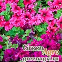 Семена Петуния многоцветковая (генетически компактная) (Petunia multiflora) "Espresso F1" (formula mix) raw 1000 шт.