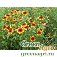Семена Рудбекия хирта Глориоза Дэйзи  (упак-50 гр.)