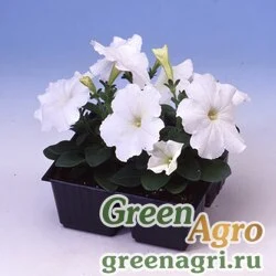 Семена Петуния многоцветковая (Petunia multiflora) "Lambada F1" (white) pelleted 1000 шт.