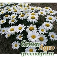 Семена Нивяник крупный Аляска  (упак-50 гр.)