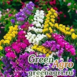 Семена Статица Радужная смесь  (упак-50 гр.)