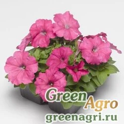 Семена Петуния многоцветковая (генетически компактная) (Petunia multiflora) "Damask F1" (rose) pelleted 1000 шт.