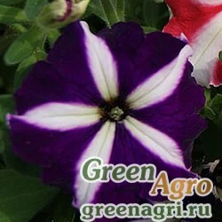 Семена Петуния многоцветковая (Petunia multiflora) "Lambada F1" (blue star) raw 1000 шт.