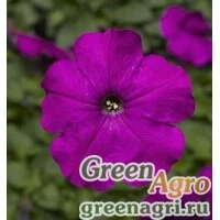 Семена Петуния многоцветковая (генетически компактная) (Petunia multiflora) "Damask F1" (purple) pelleted 1000 шт.